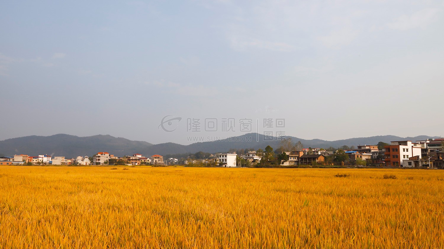 金色稻田，乡村田园风光