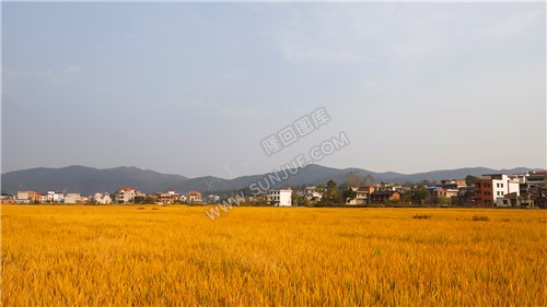 金色稻田，乡村田园风光