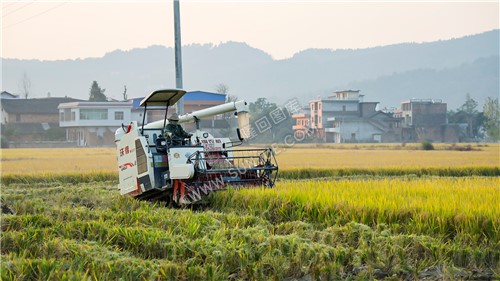收割机正在收割水稻