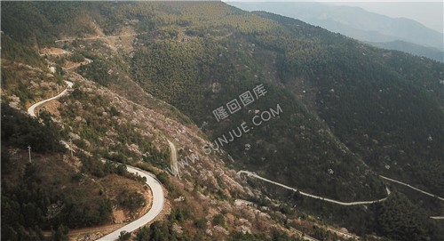 大东山的樱花开了