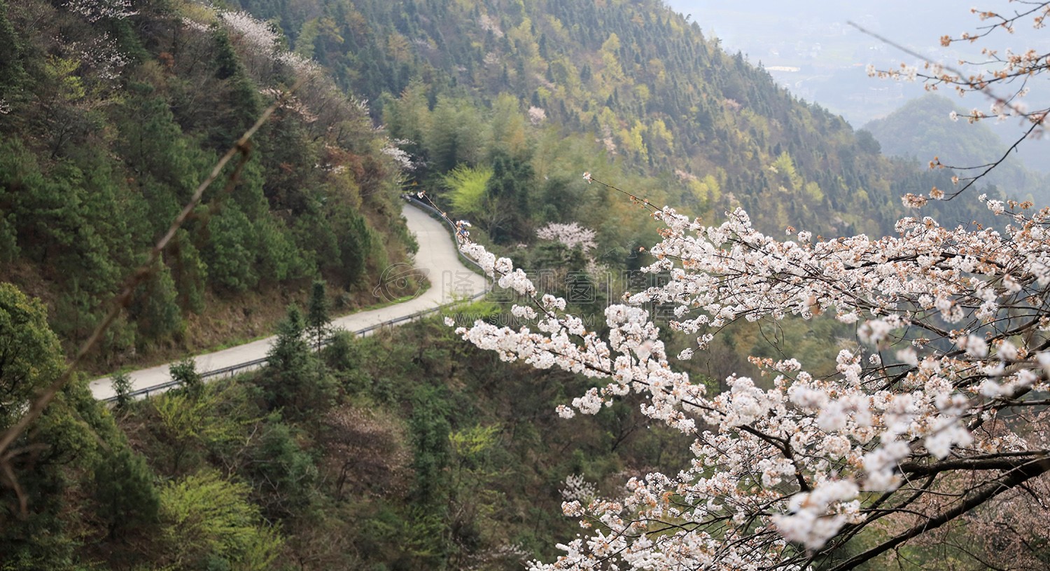 大东山的樱花开了
