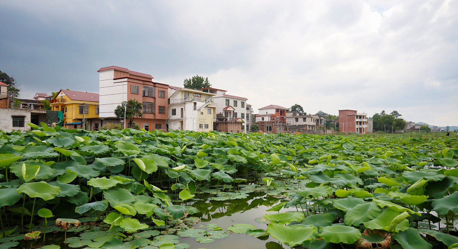 乡间里的一处荷塘