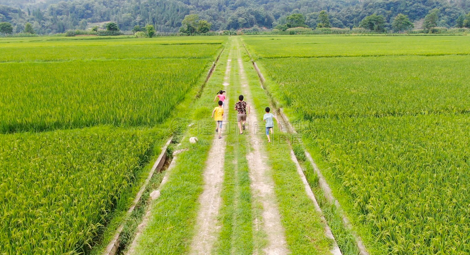 稻田里的奔跑少年
