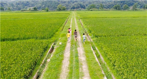 稻田里的奔跑少年