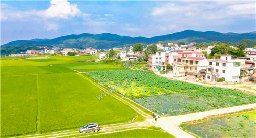 村落前有一处荷塘