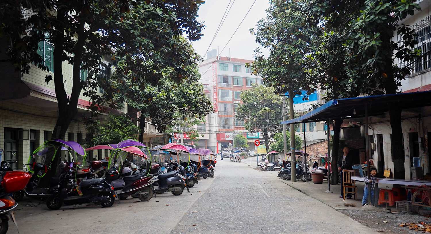 校门口的林荫小道