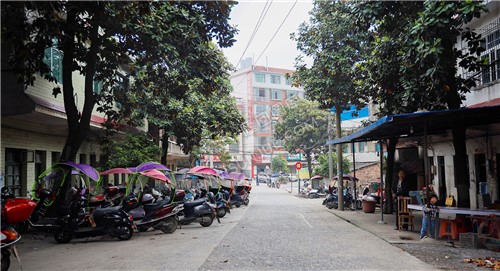 校门口的林荫小道