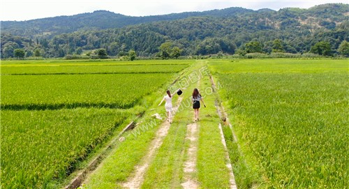 大磨洲乡村田园风光