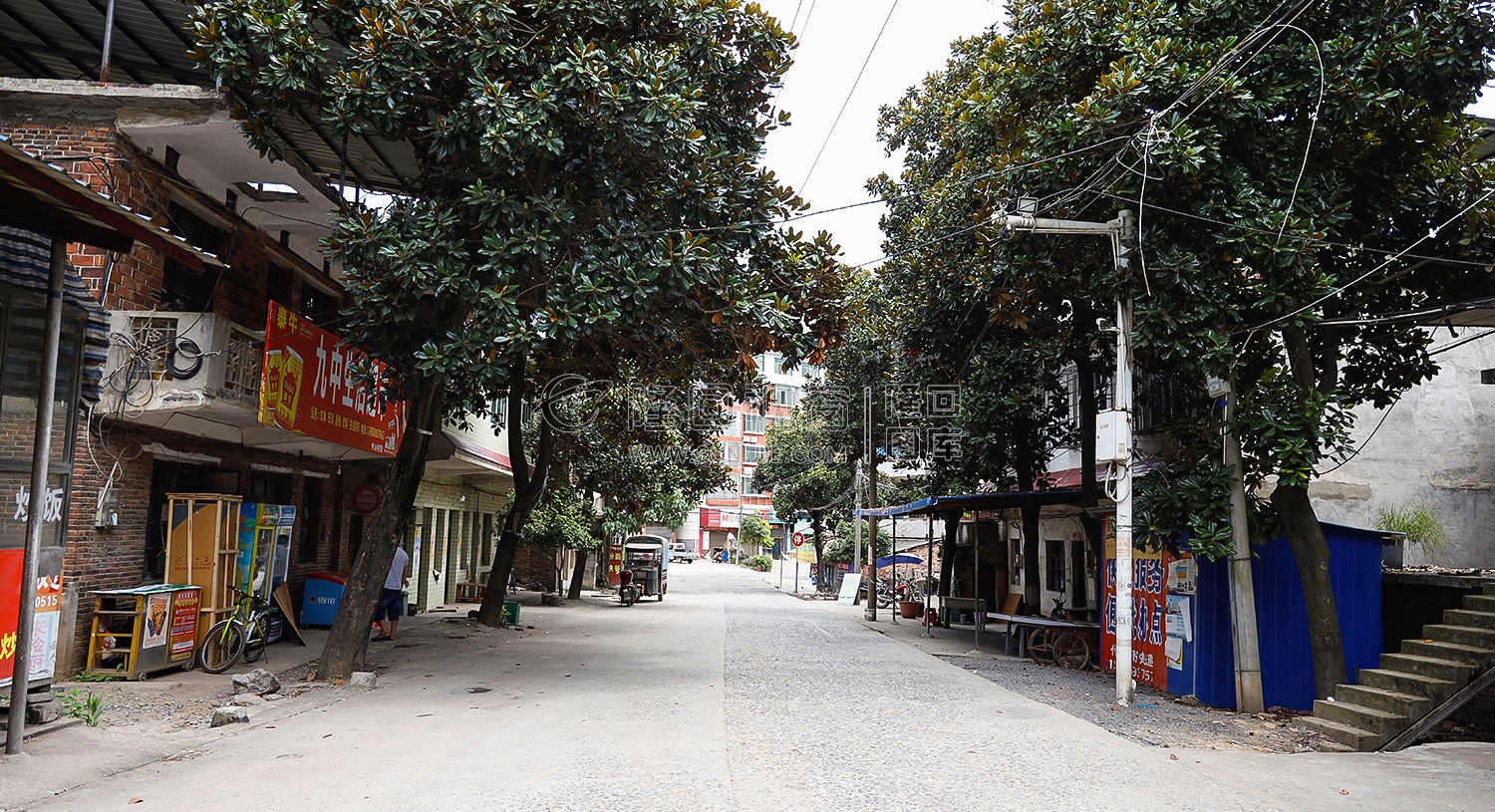 校门林荫小道