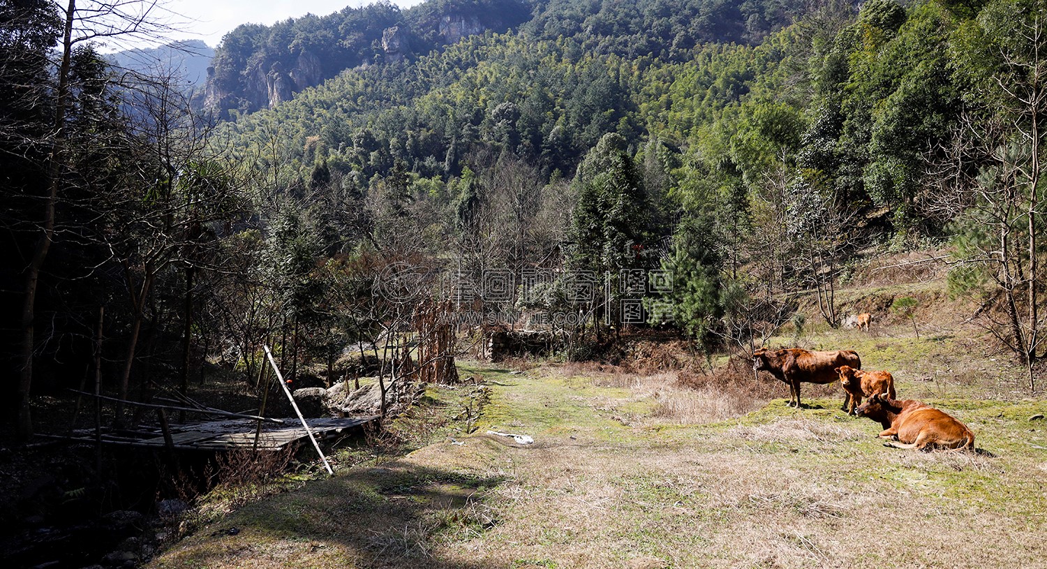 悠然自得晒太阳的黄牛