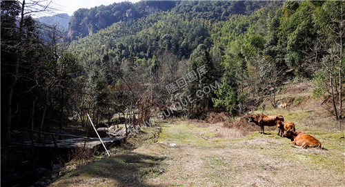 悠然自得晒太阳的黄牛