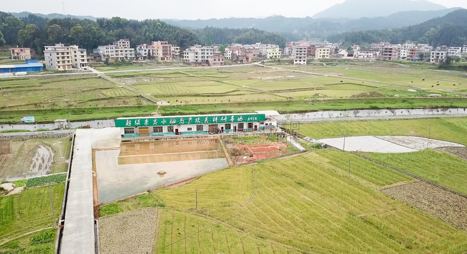 袁隆平超级杂交水稻基地