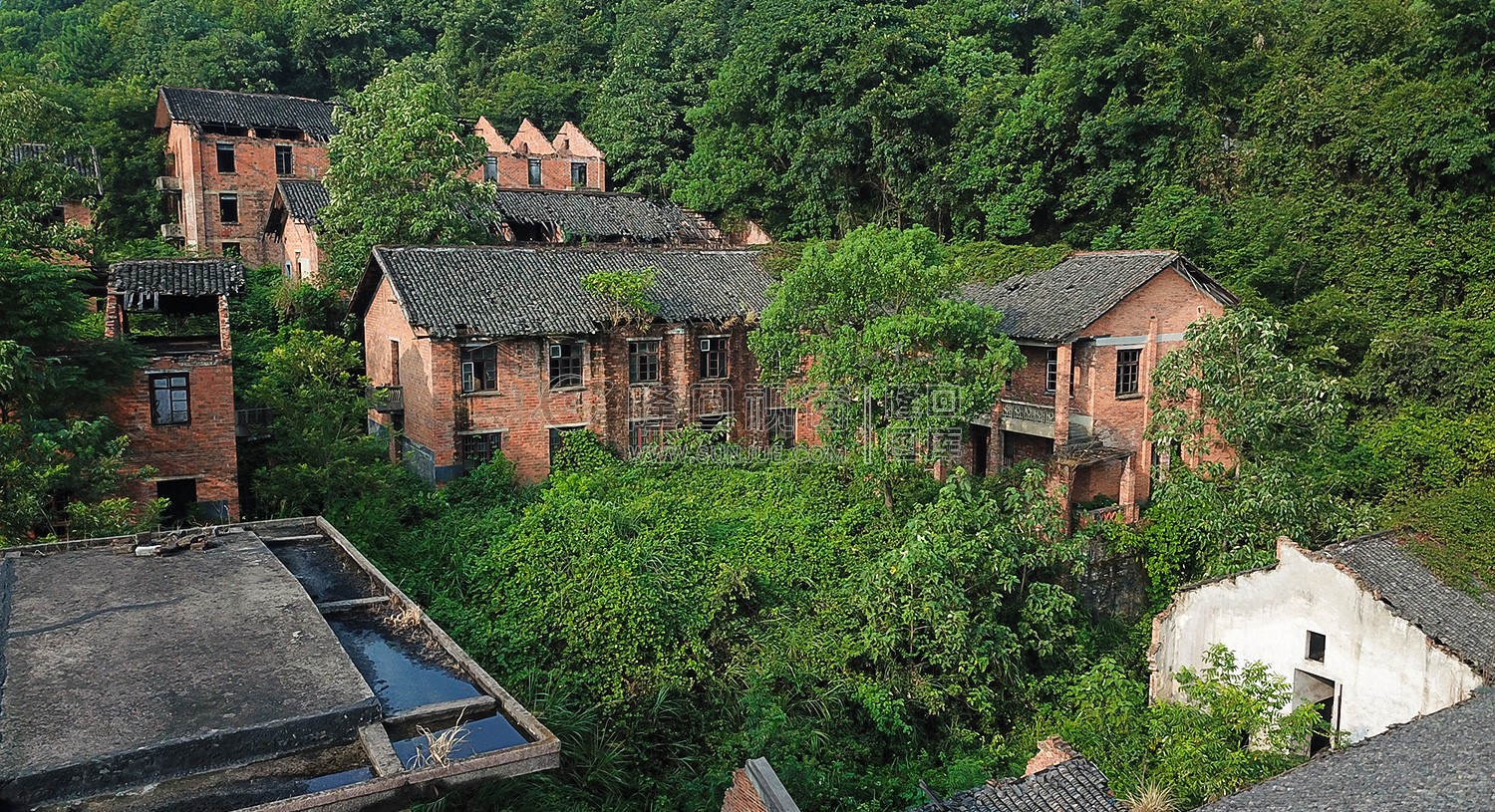 红砖青瓦的老建筑，淹没在灌木丛中