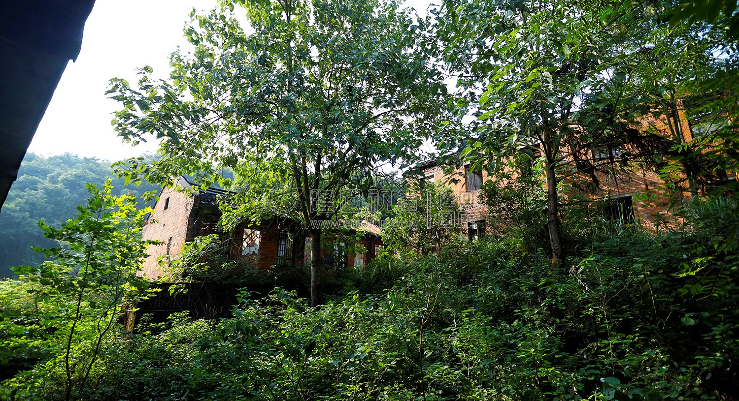 淹没杂草中的楼房