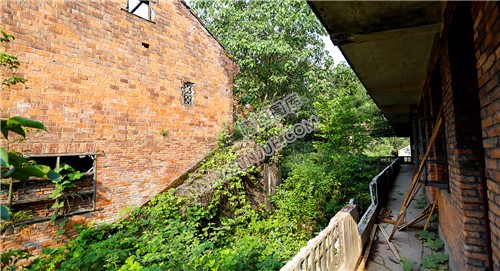 淹没杂草中的楼房