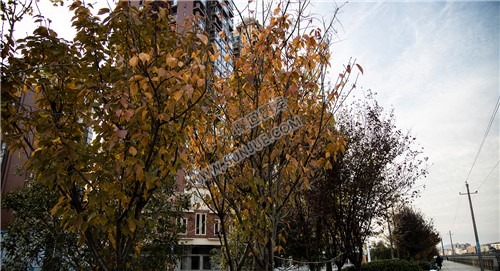 隆回县城的秋天