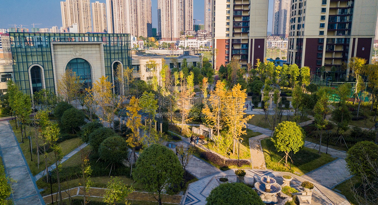 小区环境银杏树