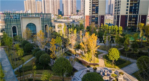 小区环境银杏树