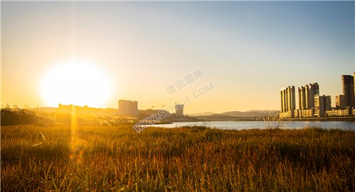 夕阳下的芦苇荡