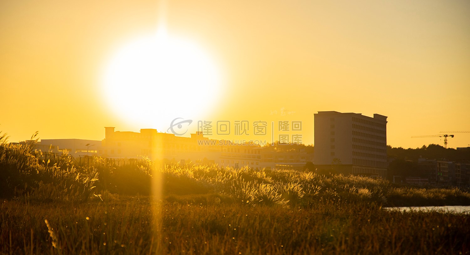 夕阳下的芦苇荡