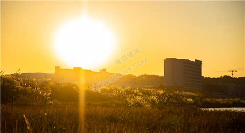 夕阳下的芦苇荡
