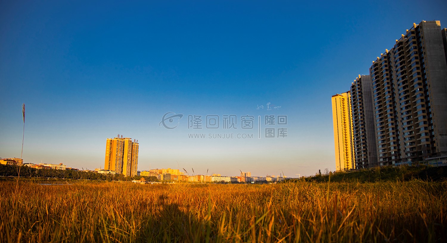 夕阳下的芦苇荡