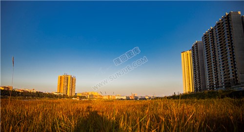 夕阳下的芦苇荡