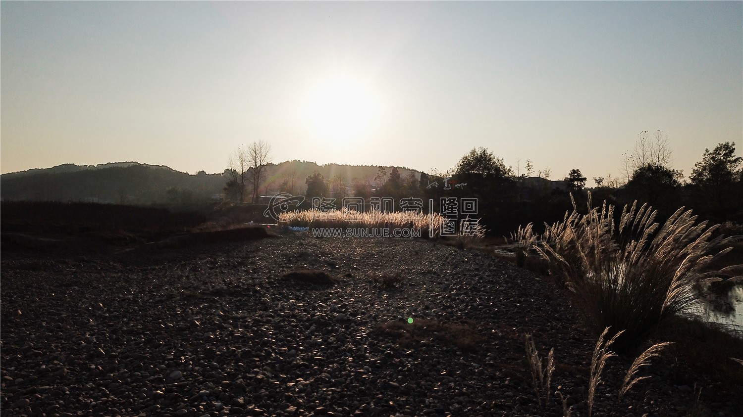 夕阳下的芦苇荡