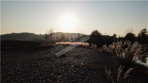 夕阳下的芦苇荡