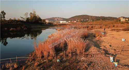 夕阳下的芦苇荡