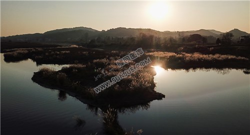 夕阳下的芦苇荡