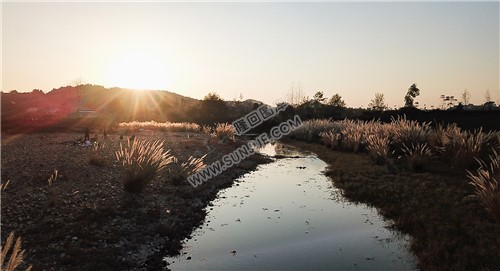 夕阳下的芦苇荡