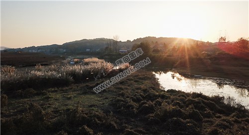 夕阳下的芦苇荡