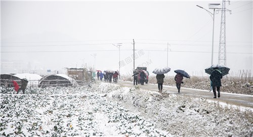 太平洲村的雪景