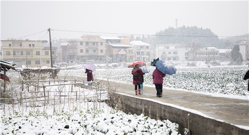 太平洲村的雪景