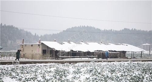 太平洲村的雪景