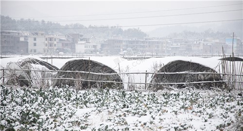 太平洲村的雪景