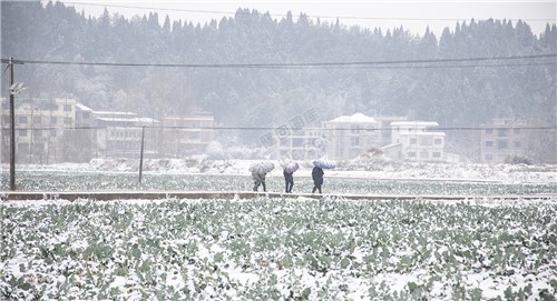 太平洲村的雪景