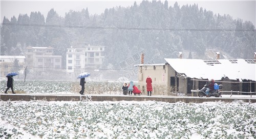 太平洲村的雪景