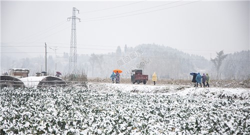 太平洲村的雪景