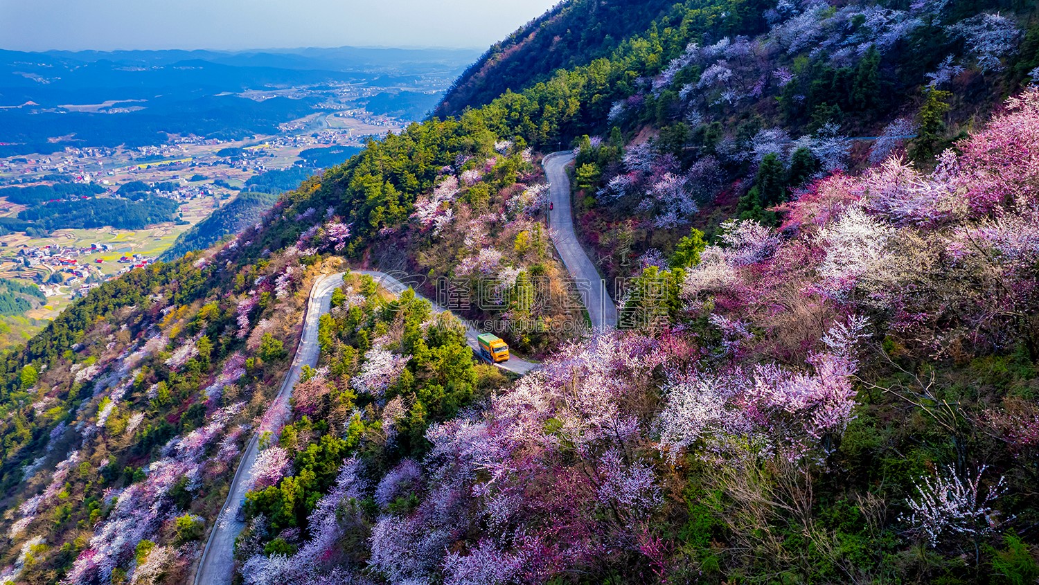 隆回大东山的樱花开了