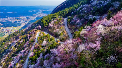 隆回大东山的樱花开了