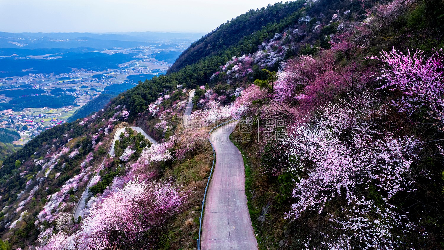 樱花装扮了大东山的路