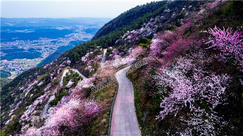 樱花装扮了大东山的路