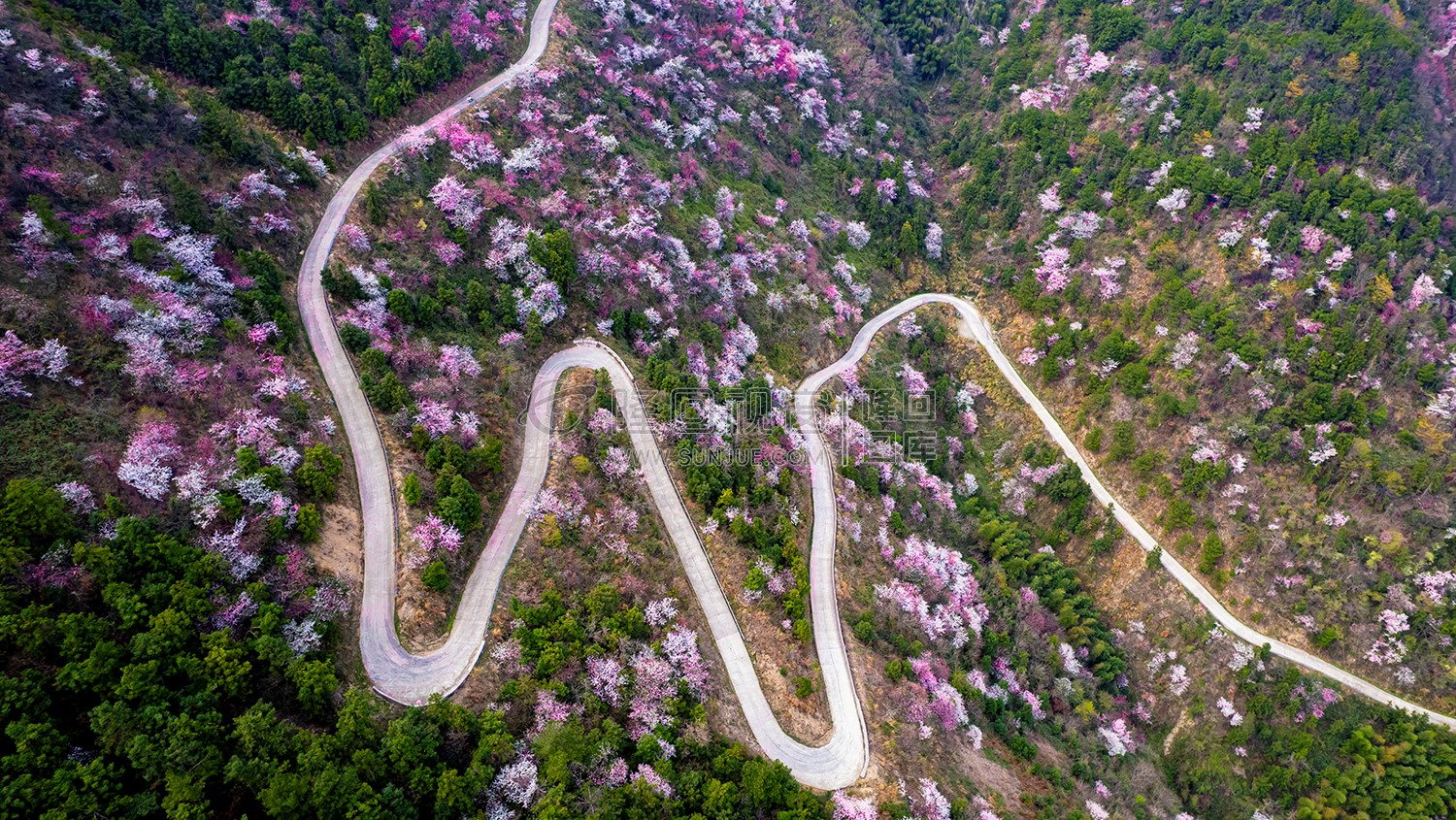 樱花漫山遍野的开着