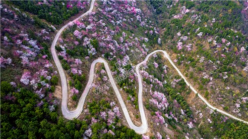 樱花漫山遍野的开着