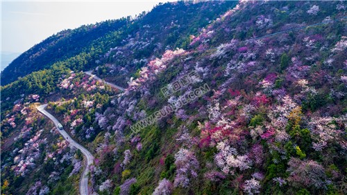 樱花漫山遍野的开着