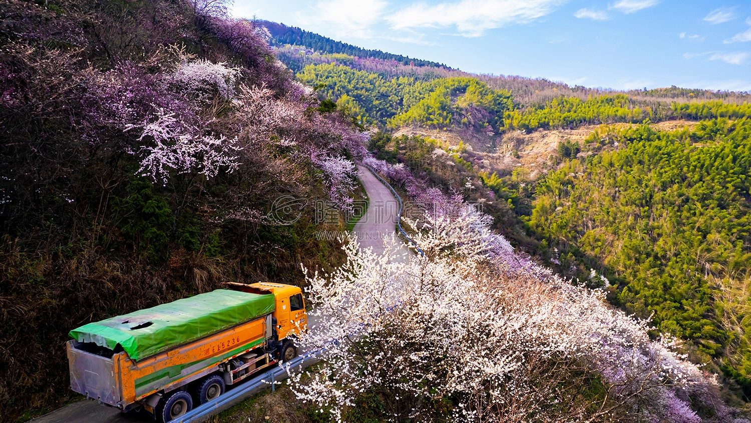 樱花树下行驶的车辆