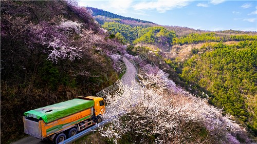 樱花树下行驶的车辆