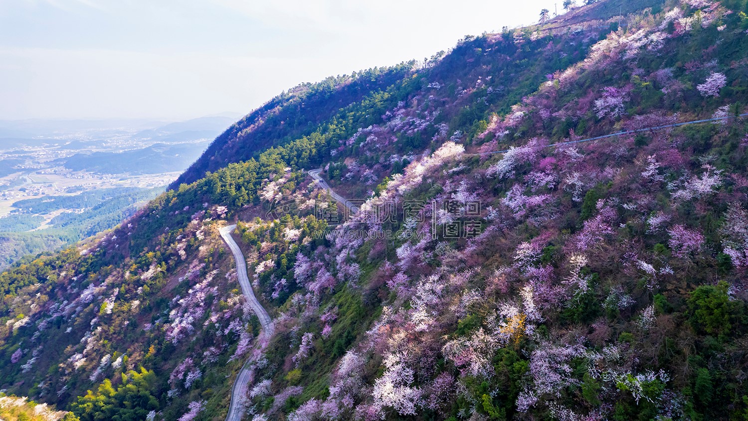 樱花漫山遍野的开着